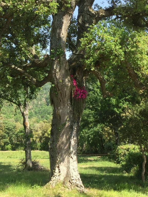 Agriturismo Colle Donatucci Guest House กัสตาลเญโต การ์ดุชชี ห้อง รูปภาพ